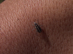 Eudiagogus episcopalis