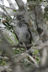 Coryphospingus pileatus