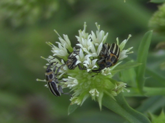 Nicentrus circumcinctus