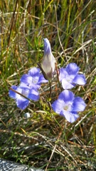 Gentianopsis virgata