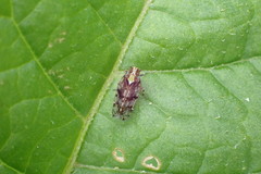 Koroana lanceloti