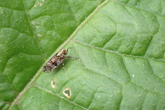 Koroana lanceloti
