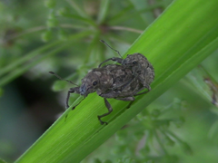 Pantomorus postfasciatus