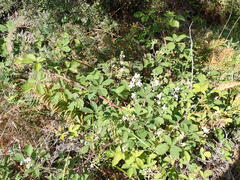 Rubus leptothyrsos
