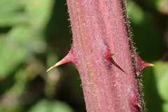 Rubus leptothyrsos