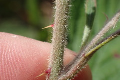 Rubus leptothyrsos