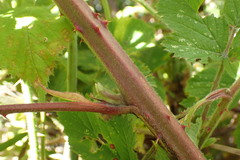 Rubus leptothyrsos