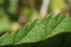 Rubus leptothyrsos
