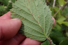 Rubus leptothyrsos