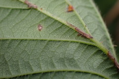 Rubus leptothyrsos