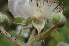 Rubus leptothyrsos