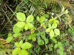 Rubus leptothyrsos