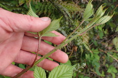 Rubus leptothyrsos
