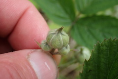 Rubus leptothyrsos