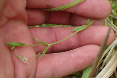 Stellaria alsine