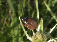 Anomala testaceipennis