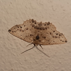 Isochromodes bellona