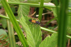 Priocnemis conformis