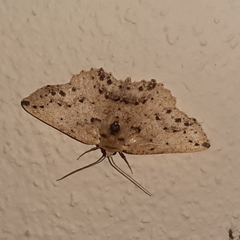 Isochromodes bellona