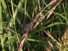 Neodillonia albisparsa