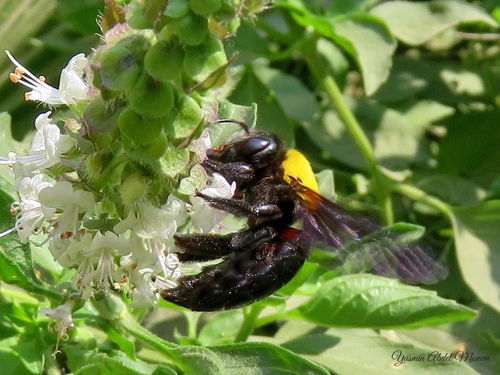 Pubescent Carpenter Bee