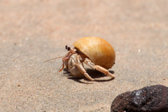 Coenobita variabilis