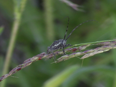 Neodillonia albisparsa