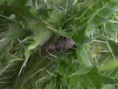 Pantomorus postfasciatus