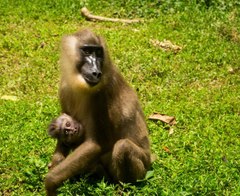 Mandrillus leucophaeus