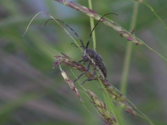 Neodillonia albisparsa