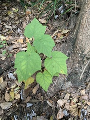 Mallotus paniculatus