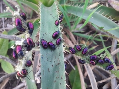Freudeita cupripennis