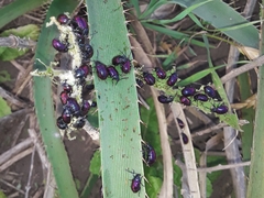 Freudeita cupripennis