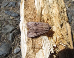 Ichneutica mutans
