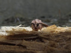 Ichneutica mutans