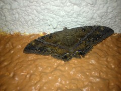 Ascalapha odorata