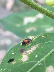 Diomus notescens