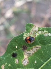 Diomus notescens