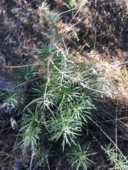 Erysimum suffrutescens