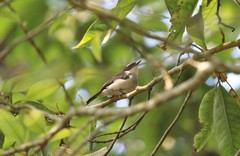 Hemipus hirundinaceus