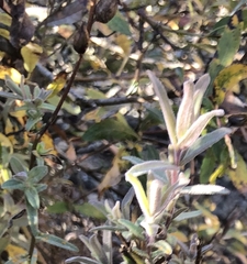 Castilleja affinis contentiosa