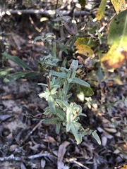 Castilleja affinis contentiosa