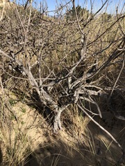 Toxicodendron diversilobum