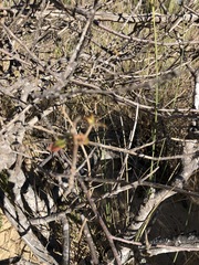 Toxicodendron diversilobum