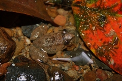 Limnonectes conspicillatus