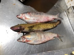 Coregonus clupeaformis