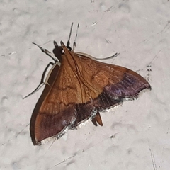 Pyrausta bicoloralis