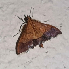 Pyrausta bicoloralis
