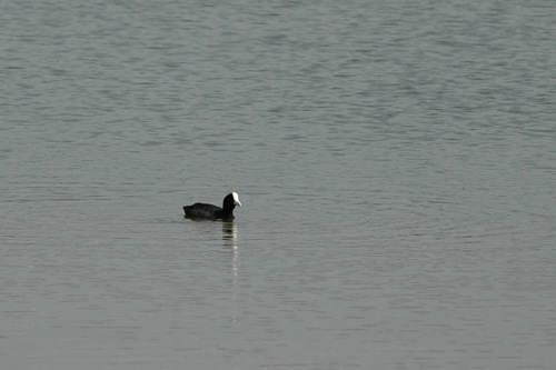 Fulica alai observed 2008-11-02