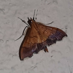 Pyrausta bicoloralis
